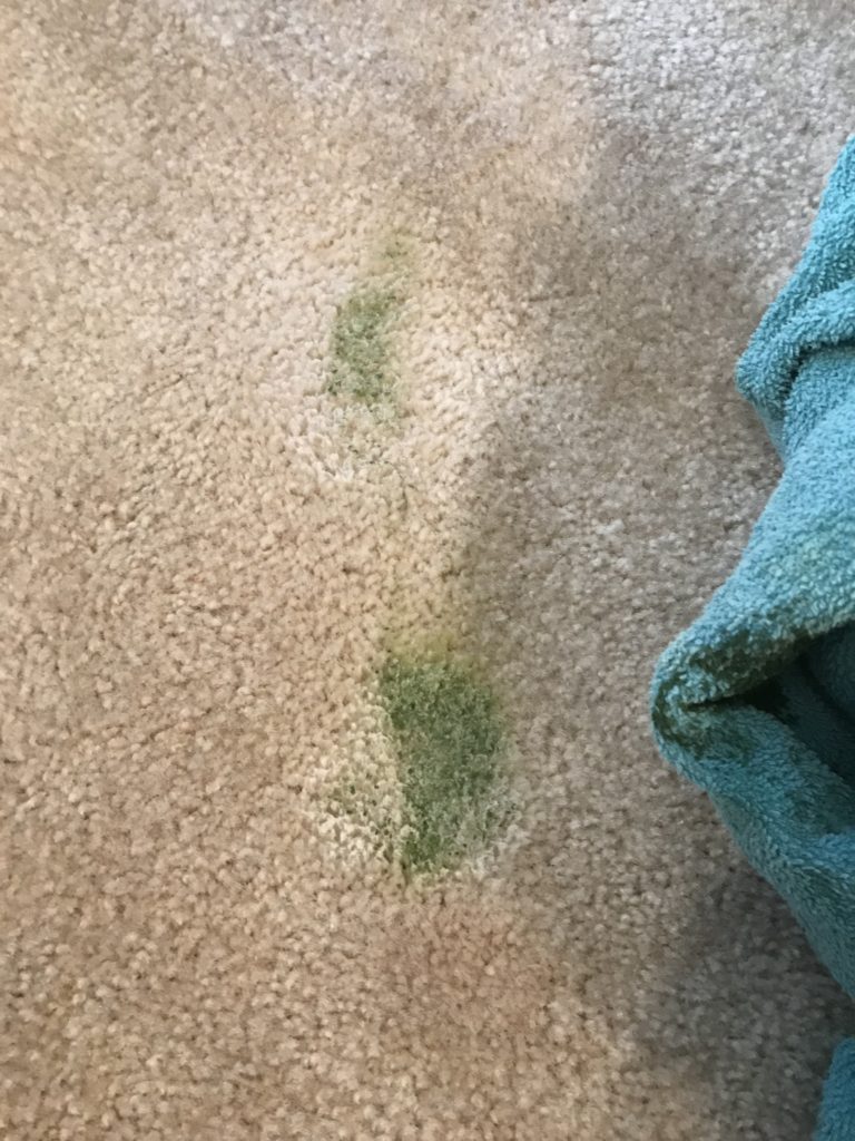 paint spill carpet cleaner