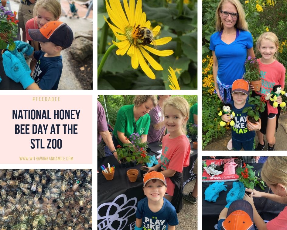 #feedabee national honey bee day #stlzooday st. louis zoo